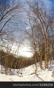 Snowy woods of birch, winter season, vertical frame, fish-eye lens.