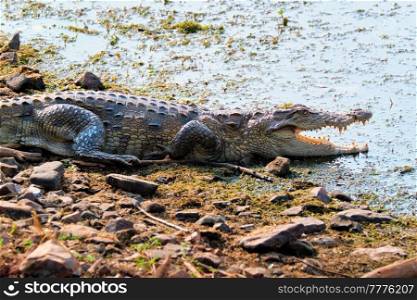 Snub Nosed Marsh Crocodile mugger crocodile (Crocodylus palustris) is a crocodilian native to freshwater in India. Ranthambore National Park, Rajasthan, India. Snub Nosed Marsh Crocodile mugger crocodile Crocodylus palustris