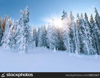 Snw forest at winter