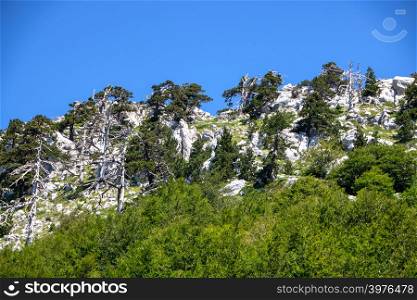 So called Garden of Gods in Pollino National park, where the Bosnian pine, or Pinus Leucodermis lives, Basilicata , Italy