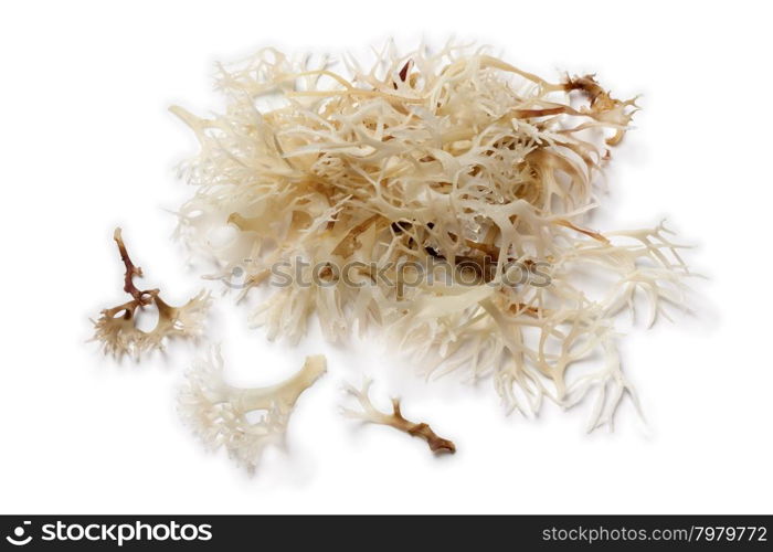 Soaked irish moss on white background