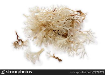 Soaked irish moss on white background