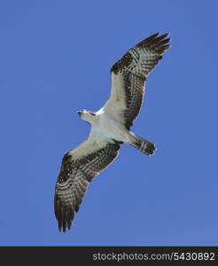 Soaring Osprey Against A Blue Sky