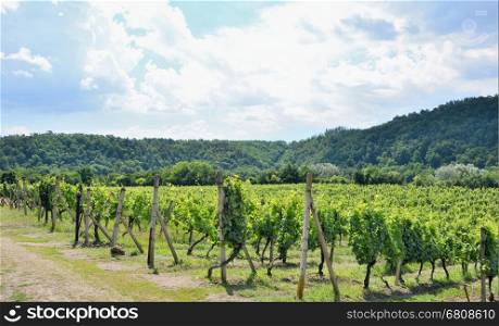 Sobes vineyard in South Moravia near Znojmo town in Czech Republic. One of the oldest and best placed vineyard in Europe. Vineyard in day with blue sky.