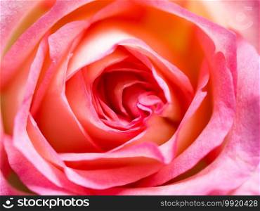 Soft blur focus of close up beautiful rose flower background. textures of pink rose petals.