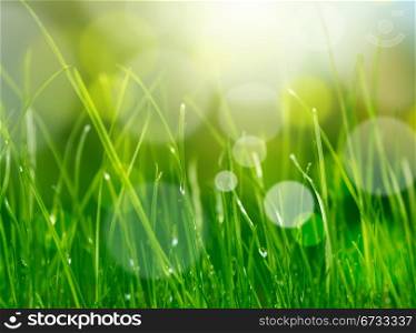 soft blur green grass background