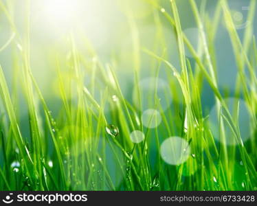 soft blur green grass background