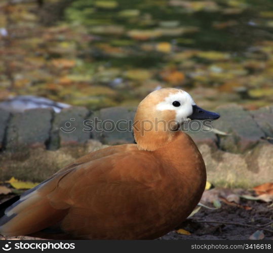 soft brown feathers duck