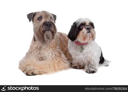 soft coated wheaten terrier and a Shih Tzu dog. Soft Coated Wheaten Terrier and Shih Tzu dog lying, isolated on a white background