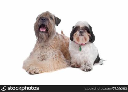 soft coated wheaten terrier and a Shih Tzu soft coated wheaten terrier. Soft Coated Wheaten Terrier and Shih Tzu dog isolated on a white background