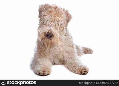 Soft coated wheaten terrier dog. Soft Coated Wheaten Terrier dog lying, isolated on a white background