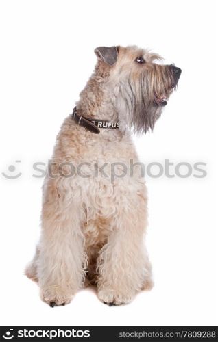 Soft coated wheaten terrier dog. Soft Coated Wheaten Terrier dog sitting, dog looking sideways isolated on a white background
