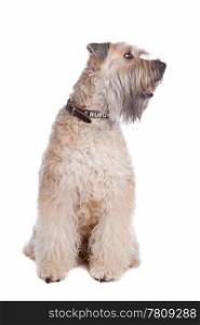 Soft coated wheaten terrier dog. Soft Coated Wheaten Terrier dog sitting, dog looking sideways isolated on a white background