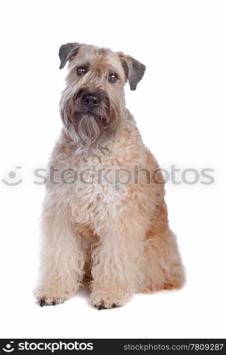 Soft coated wheaten terrier dog. Soft Coated Wheaten Terrier dog sitting, isolated on a white background
