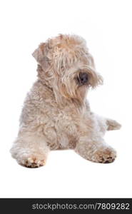 soft coated wheaten terrier soft coated wheaten terrier. Soft Coated Wheaten Terrier dog isolated on a white background