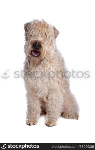 soft coated wheaten terrier. Soft Coated Wheaten Terrier dog sitting isolated on a white background