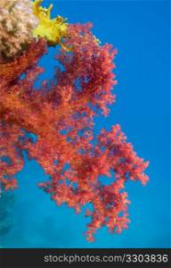 Soft Coral (Dendronephthya Klunzingeri)