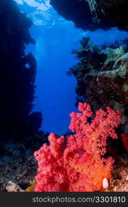 Soft Coral in Cave