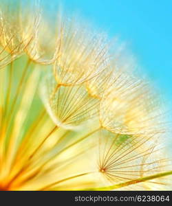 Soft dandelion flowers macro border over sky blue background