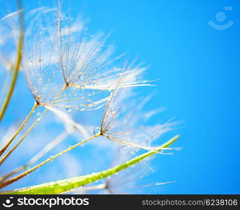 Soft dandelion flowers macro with dew drops over sky blue background