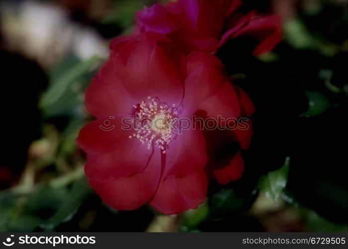 Soft Deep Red Wine Colored and Dreamy Red Rose Picture