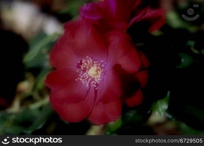 Soft Deep Red Wine Colored and Dreamy Red Rose Picture