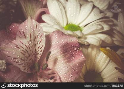 Soft elegant pink flower Peruvian lily close up background.