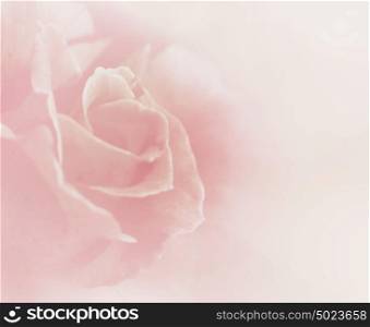 Soft Floral Background With Pink Rose For Your Design