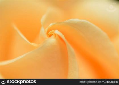 Soft focus close up of orange rose