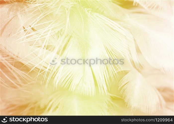 Soft focus fashion Color Trends Spring Summer fluffy feathers abstract texture background