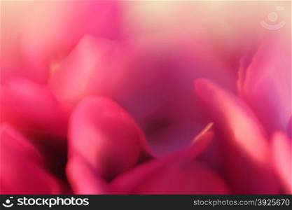 Soft focus flower background. Made with lens-baby and macro-lens.