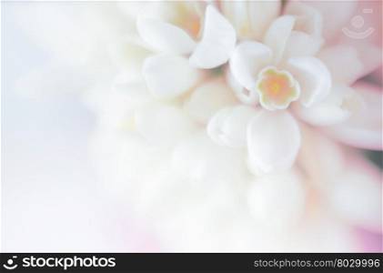 Soft focus flower background with copy space. Made with lens-baby and macro-lens.
