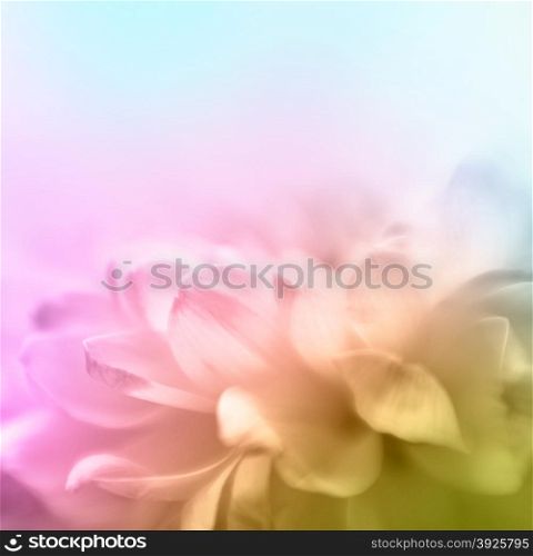 Soft focus flower background with copy space. Made wth lensbaby and macrolens.