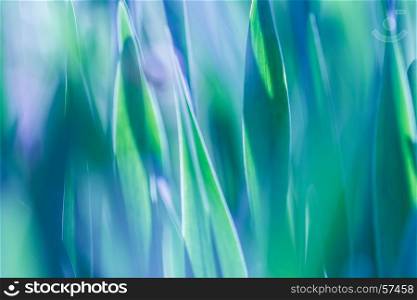 Soft focus green grass background. Green grass meadow in sunny morning. The soft focus green grass background. Green grass meadow in sunny morning