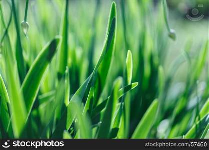 Soft focus green grass background. Green grass meadow in sunny morning. The soft focus green grass background. Green grass meadow in sunny morning