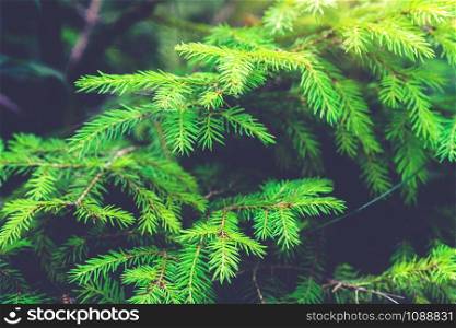 Soft focus image of greenery leaf in lush rainforest with sunshine in the morning. Green nature background.