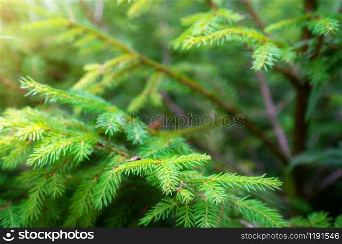 Soft focus image of greenery leaf in lush rainforest with sunshine in the morning. Green nature background.