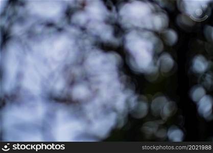 soft focus in nature with leaves and tree branches