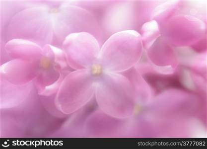 Soft focus lilac flower background. Made with lens-baby and macro-lens.