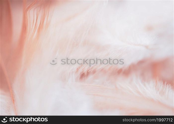 Soft focus Nature Chicken feather with blurry background,fluffy feathers wings of hens in peach pastel colour, Beautiful Shallow depth of field of Wildlife in vintage tone for Valentine or Mother day