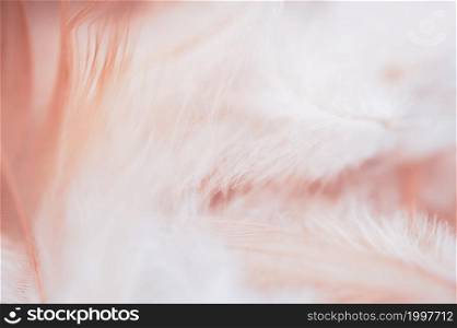 Soft focus Nature Chicken feather with blurry background,fluffy feathers wings of hens in peach pastel colour, Beautiful Shallow depth of field of Wildlife in vintage tone for Valentine or Mother day