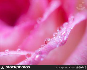 Soft focus of close up beautiful rose flower background. textures of pink rose petals for background.