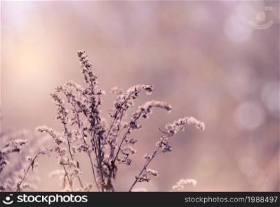 Soft focus of dry wild flower in the winter in purple tone, Selective focus of dried flowers in winter forest, Vintage tone with copy space for Valentines background