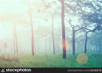 Soft focus of fresh sunrise in forest with sun flare. Vintage filtered.