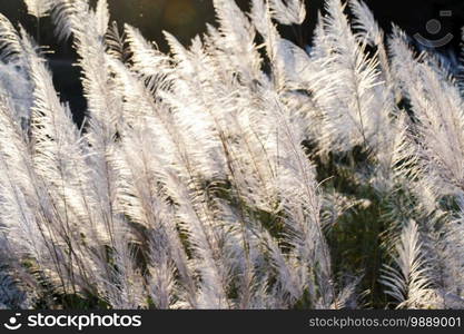 soft focus of grass and golden light at dusk