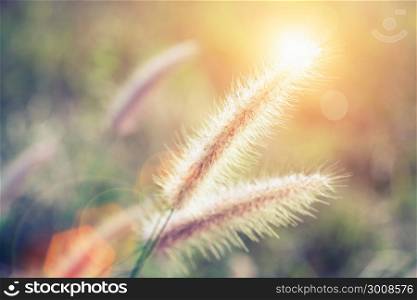 Soft focus of grass flower with sunset light and flare. Vintage filtered.