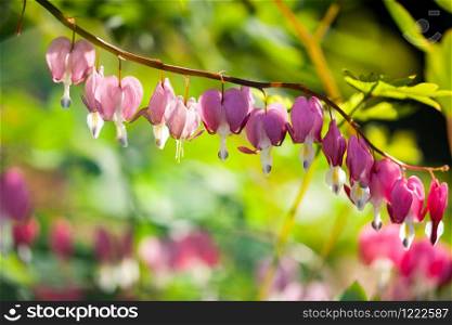 Soft focus of heart-shaped Bleeding heart flower pink and white color in summer. Blurred garden background.. Soft focus of heart-shaped Bleeding heart flower pink and white color in summer.