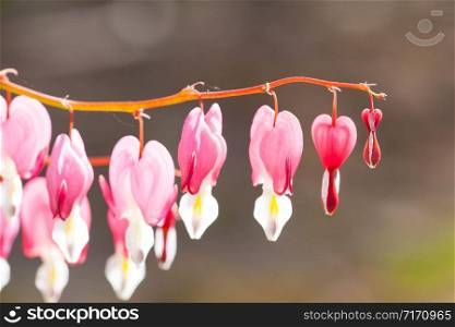 Soft focus of heart-shaped Bleeding heart flower pink and white color in summer. Blurred garden background.. Soft focus of heart-shaped Bleeding heart flower pink and white color in summer.