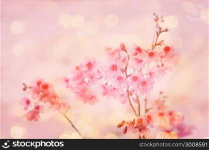 Soft focus of pink flower for sweet valentine background.