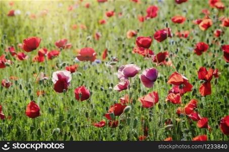 Soft focus Opium poppy field in summer, Landscape of Red poppy flower in Summer or Spring, Remembrance day.
